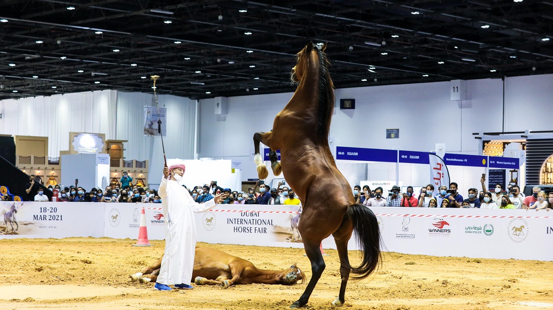 Equestrian Performance